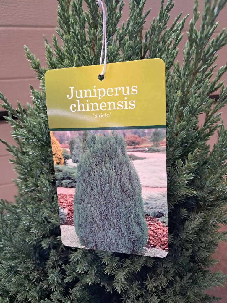 Picture of Juniperus chin. Stricta P29 (10 Ltr) 60/80CM