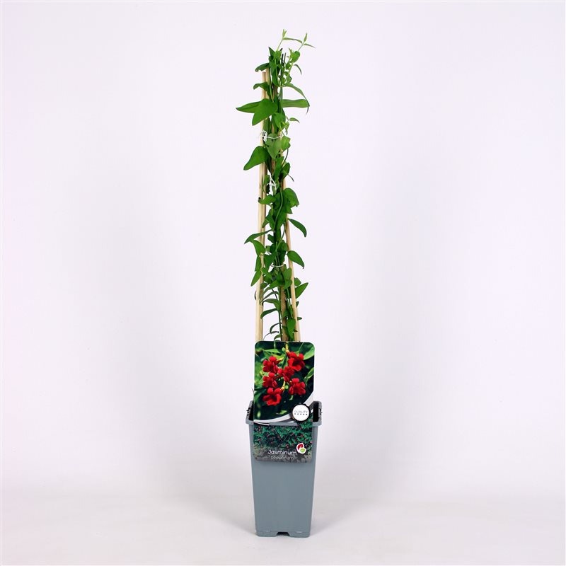 Picture of Jasminum beesianum P17 (2 Ltr) Square 55CM