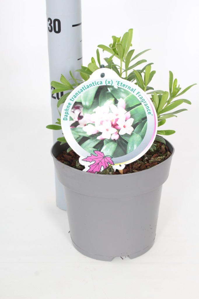Afbeeldingen van Daphne eternal Fragance P17 (2 Ltr)