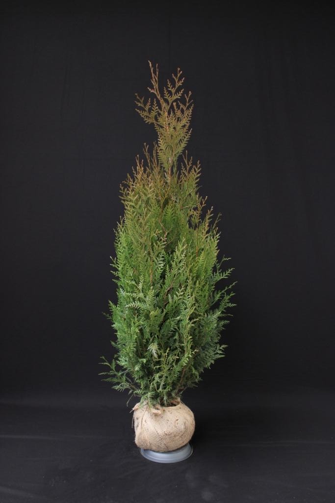 Picture of Thuja plicata Atrovirens ROOTBALL 150/175CM