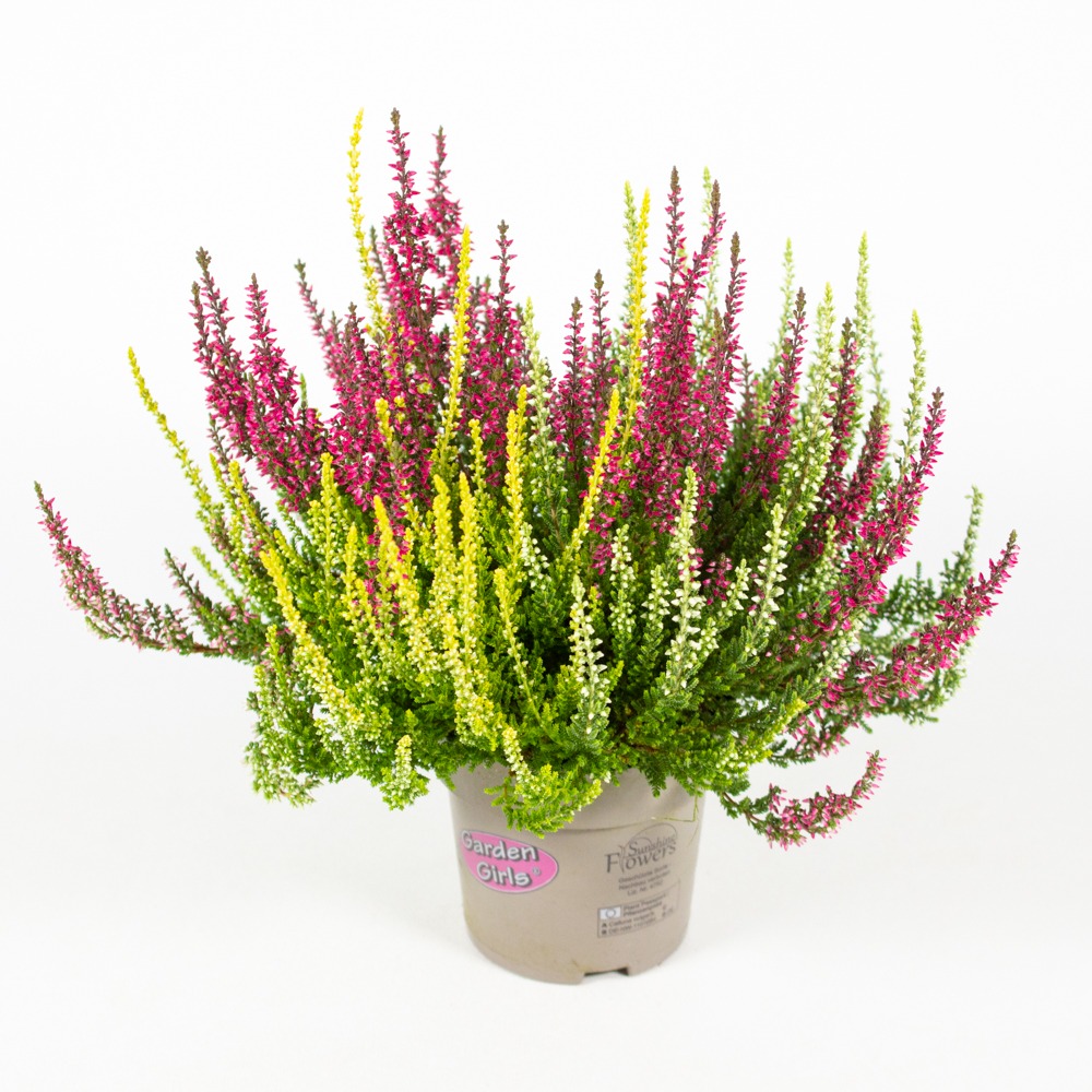 Picture of Calluna Garden Girls Summerline TRIO Girls P11 20-22 cm