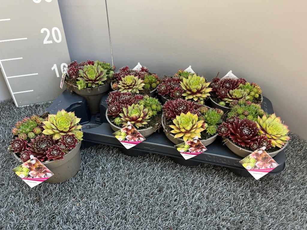 Picture of Sempervivum Big Sam in varieties in pot P13 15-CM