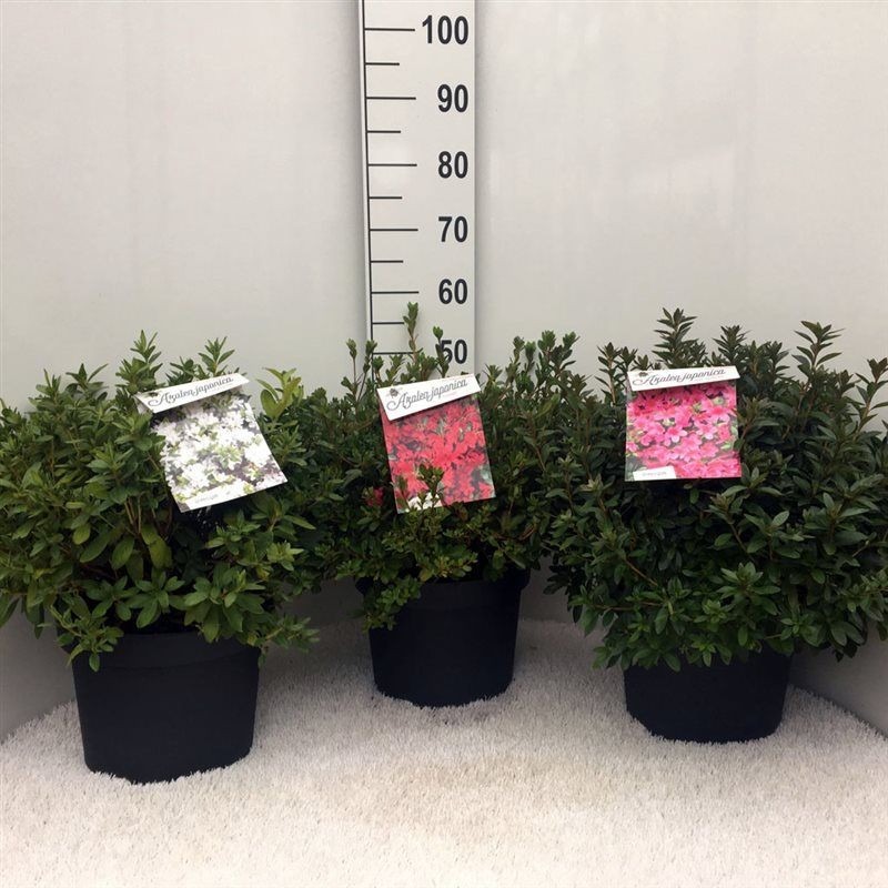Picture of Rhododendron japonica (Azalea japonica) in varieties P29 (10 Ltr) 30/40CM
