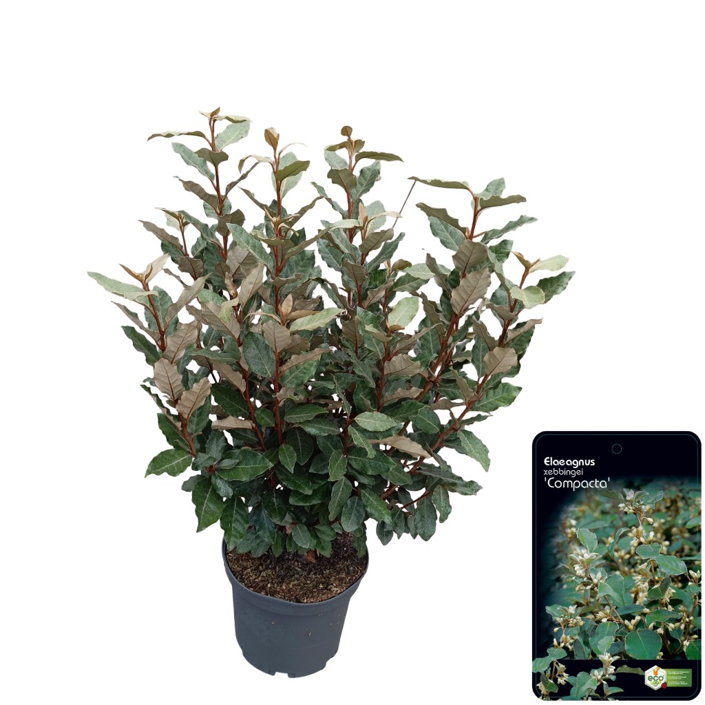 Picture of Elaeagnus ebb. Compacta P23 (5 Ltr)