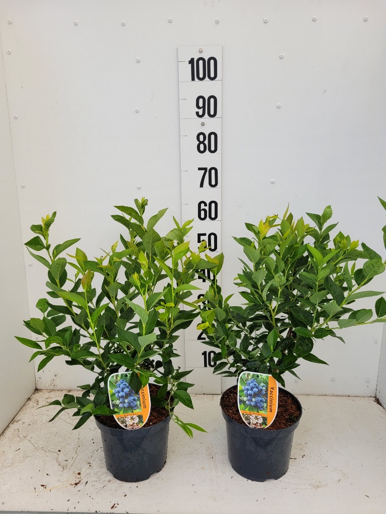 Vaccinium cor. in 6 varieties