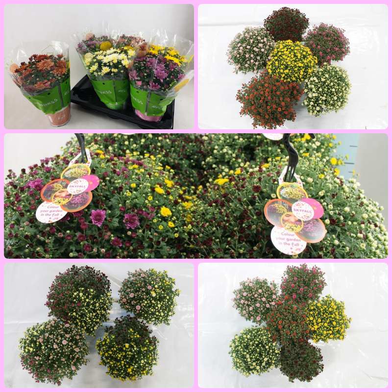 Picture of Trolley Deal 2025 Chrysathemum ball's in mixed sizes