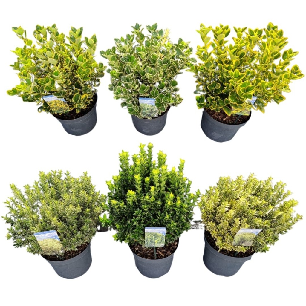 Picture of Euonymus jap. in varieties P26 (7.5 Ltr)