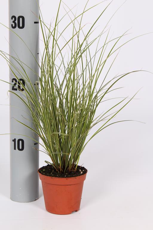 Picture of Carex brunnea Jubilo P8.5