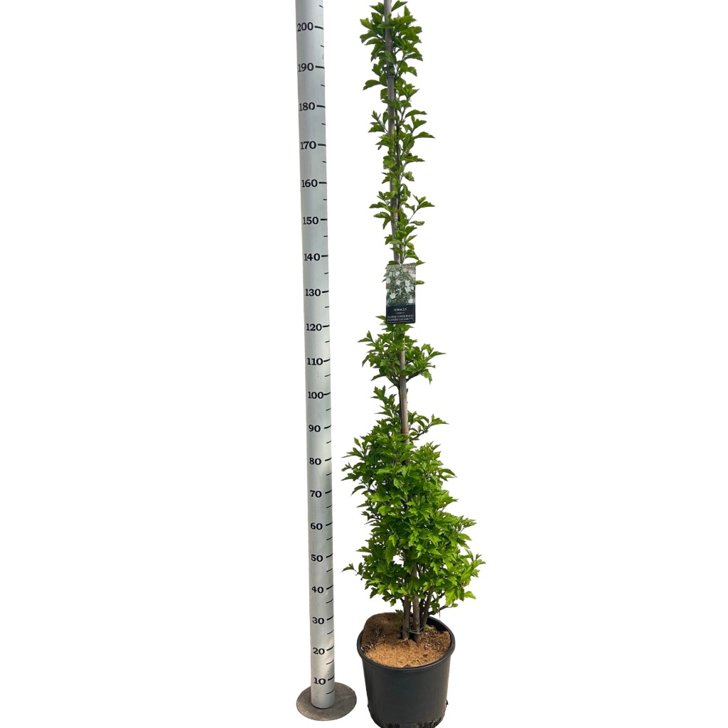 Hibiscus syr. Flower Tower White