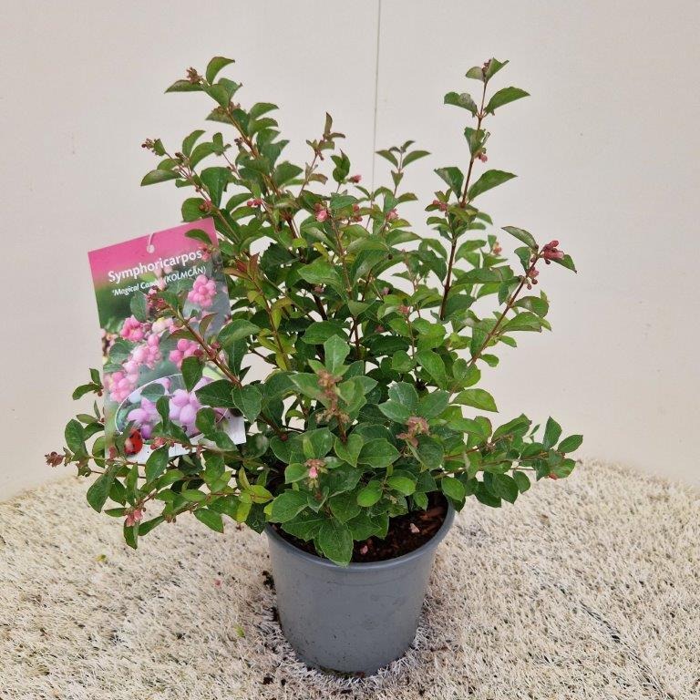 Picture of Symphoricarpos Magical Candy P21/4LTR 50-55 cm