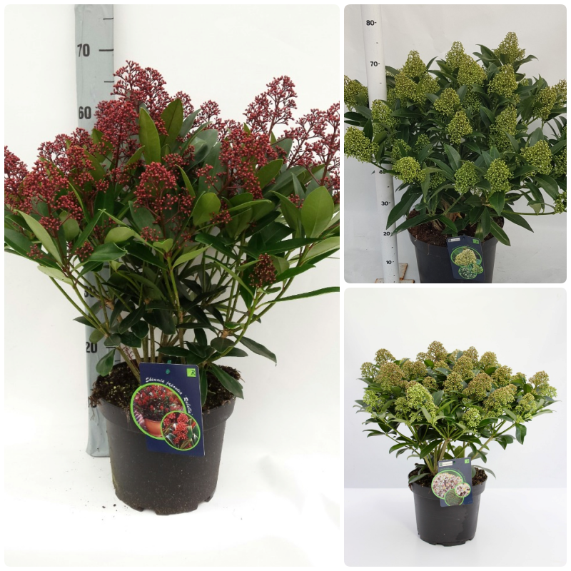 Picture of Trolley Deal 2024 Skimmia in 3 varieties P23 (5 Ltr) F.O. (093)