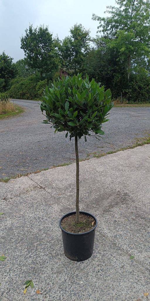 Picture of Laurus nobilis P36 (20 Ltr) 80/STD-50/55-HEAD