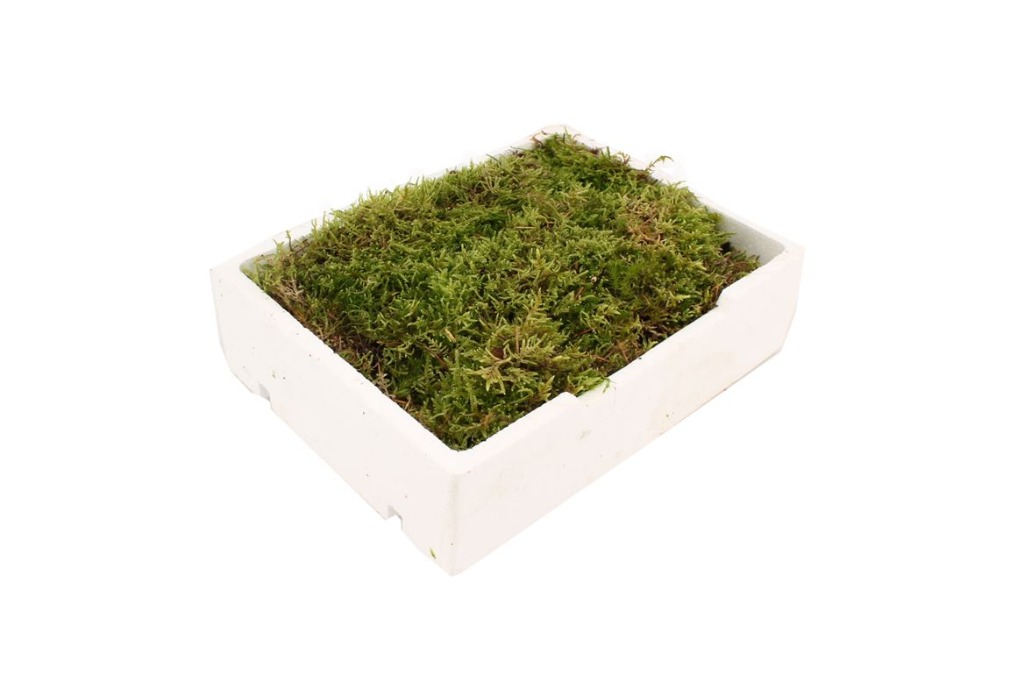 Picture of Carpet (Flat) Moss crate circa 1m²