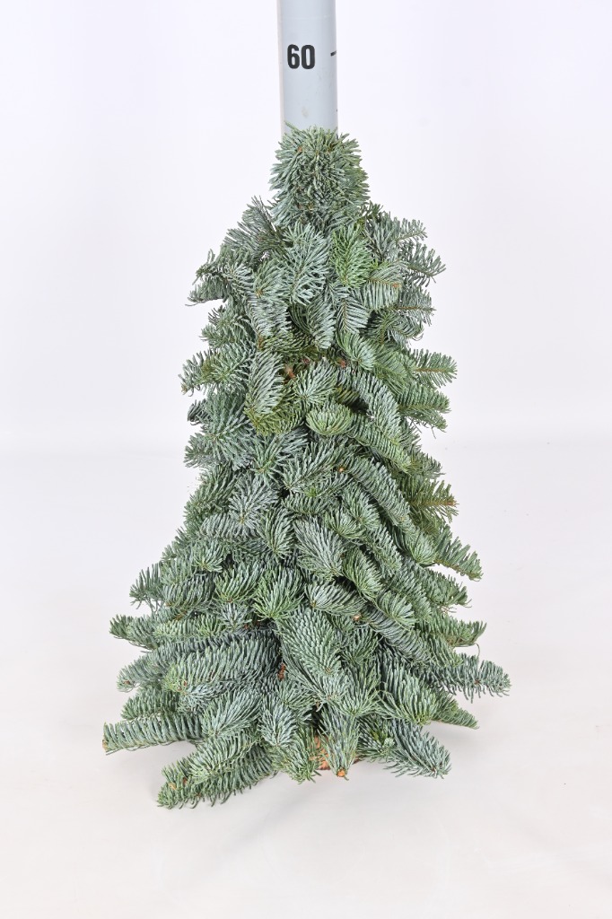 Picture of Abies nobilis mini Trees 50CM