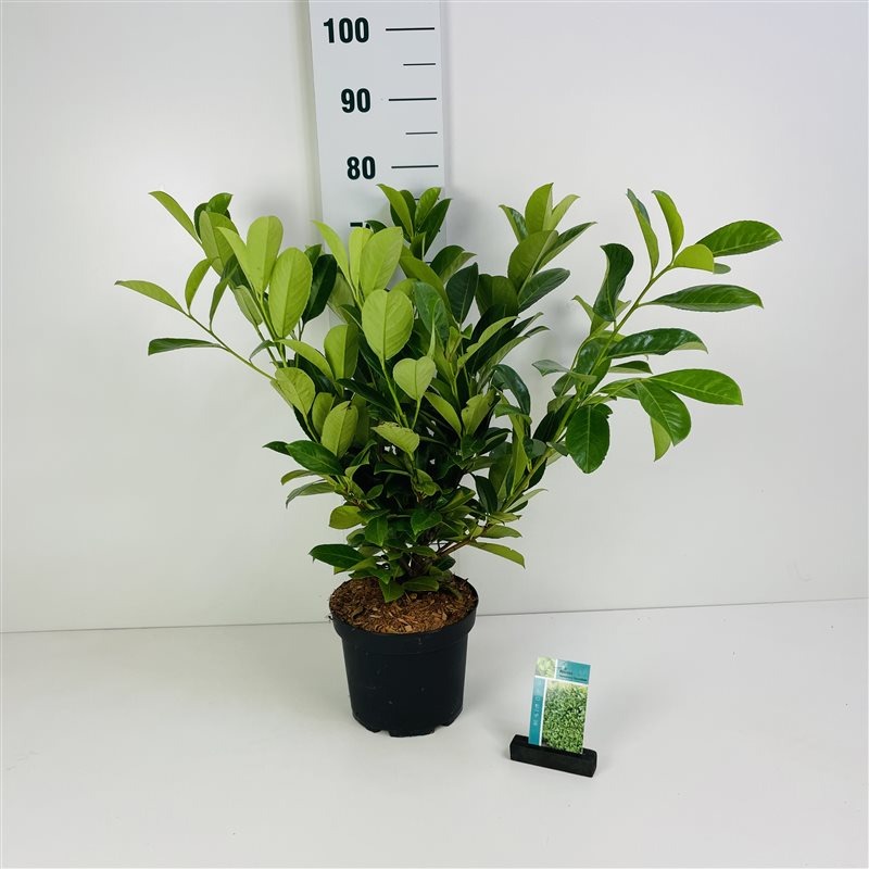 Picture of Prunus l. Rotundifolia P23 (5 Ltr) 60/80