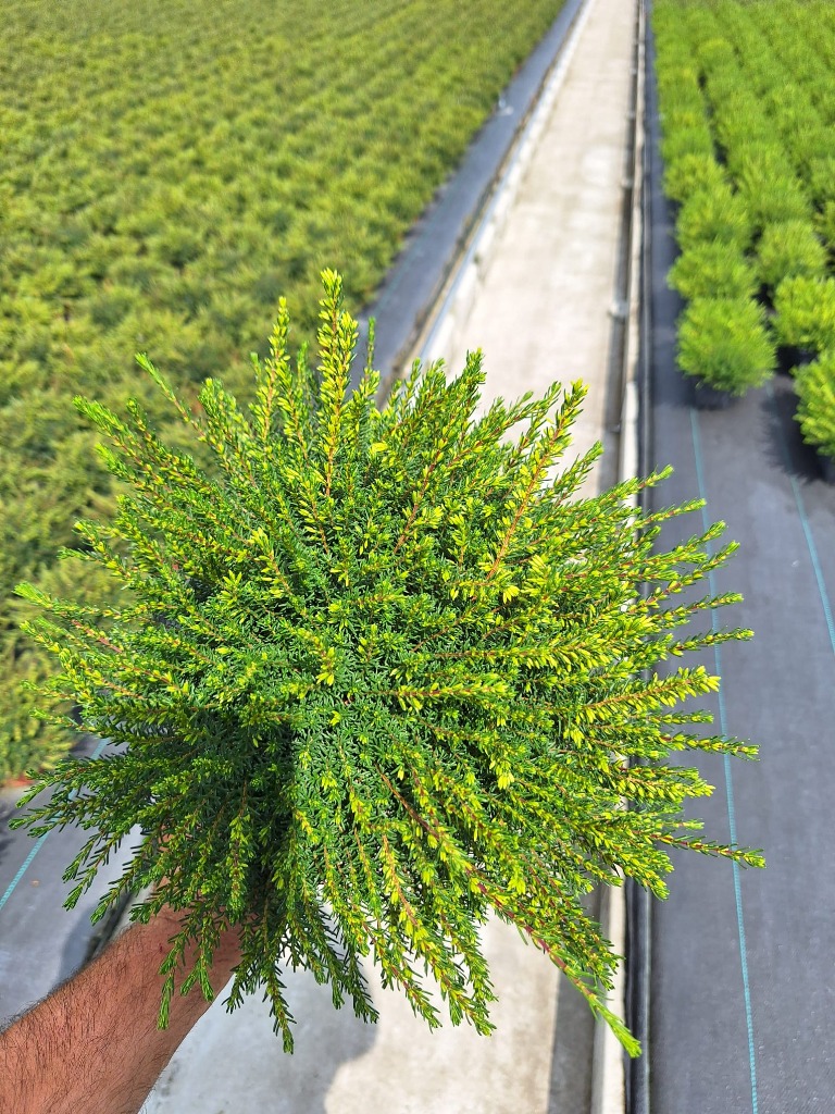 Picture of Erica x darleyensis in varieties P13 20-25CM