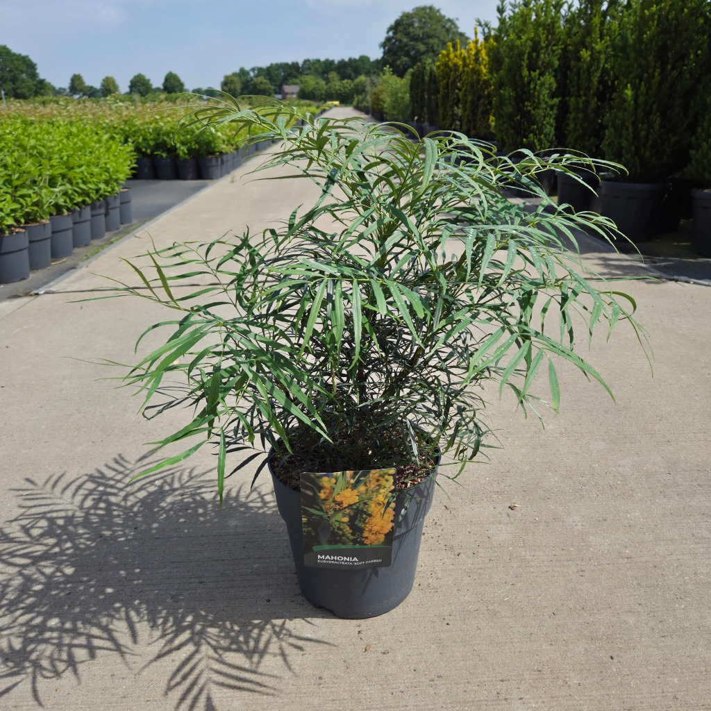 Mahonia eur. Soft Caress