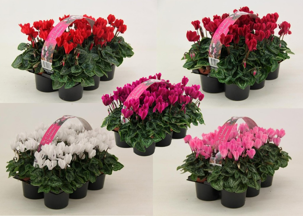 Picture of Cyclamen Verano in varieties 6-Pack 6-PACKS 15-CM