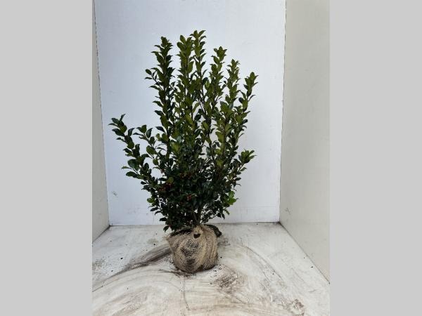 Picture of Ilex meserveae Blue Maid ROOTBALL 100/120CM