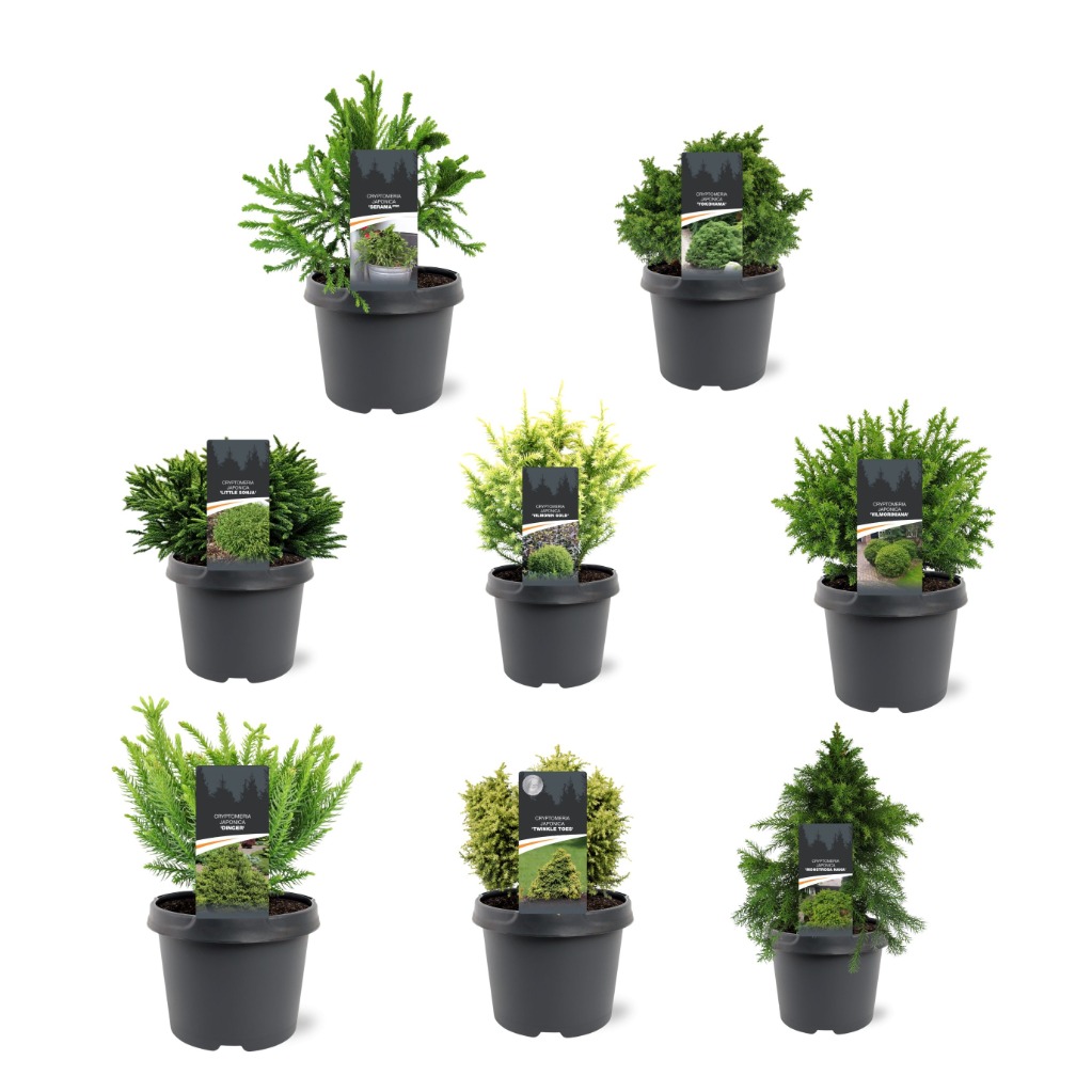 Cryptomeria in varieties