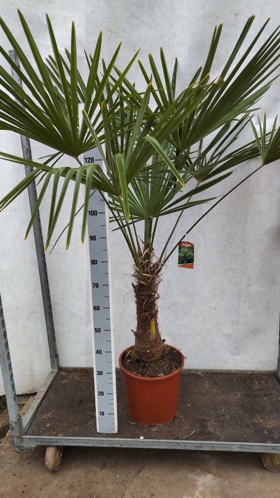 Trachycarpus fortunei
