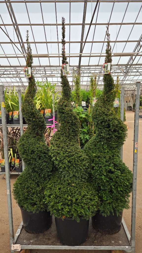 Taxus baccata