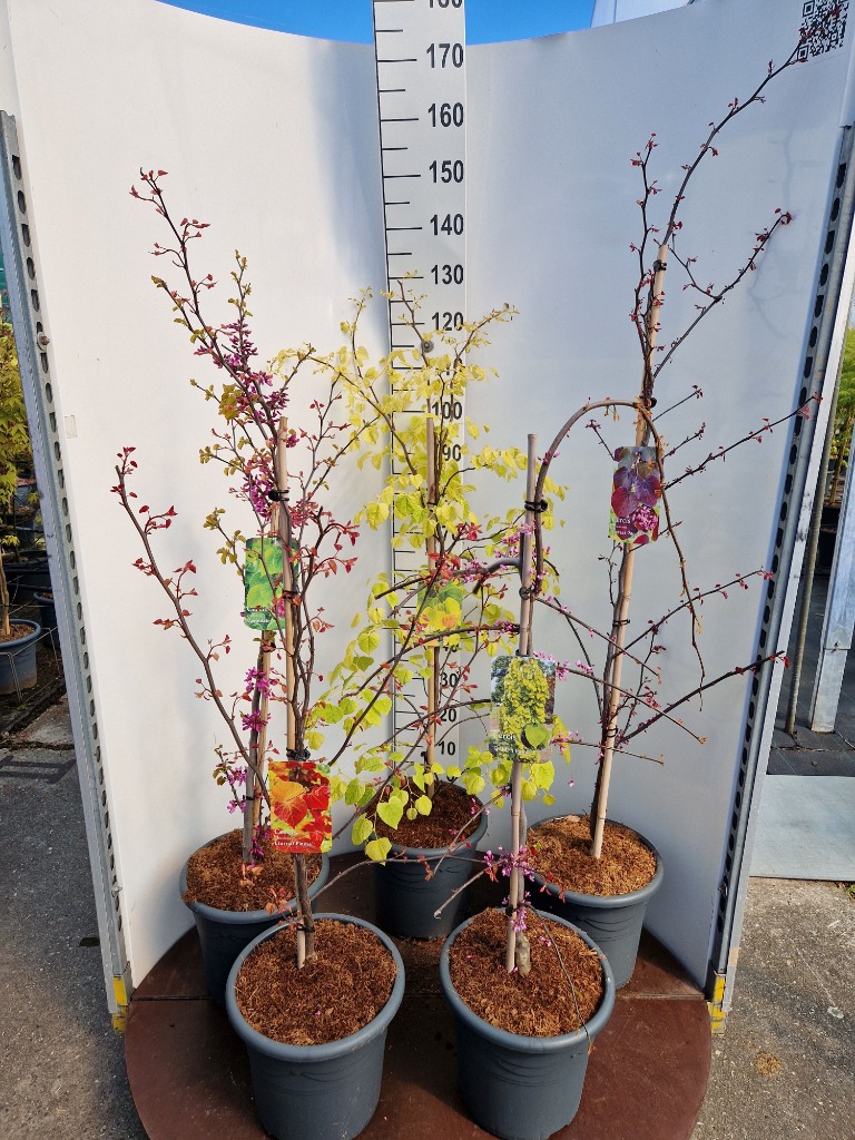 Picture of Cercis Canadensis in  varieties P32 (15 Ltr)