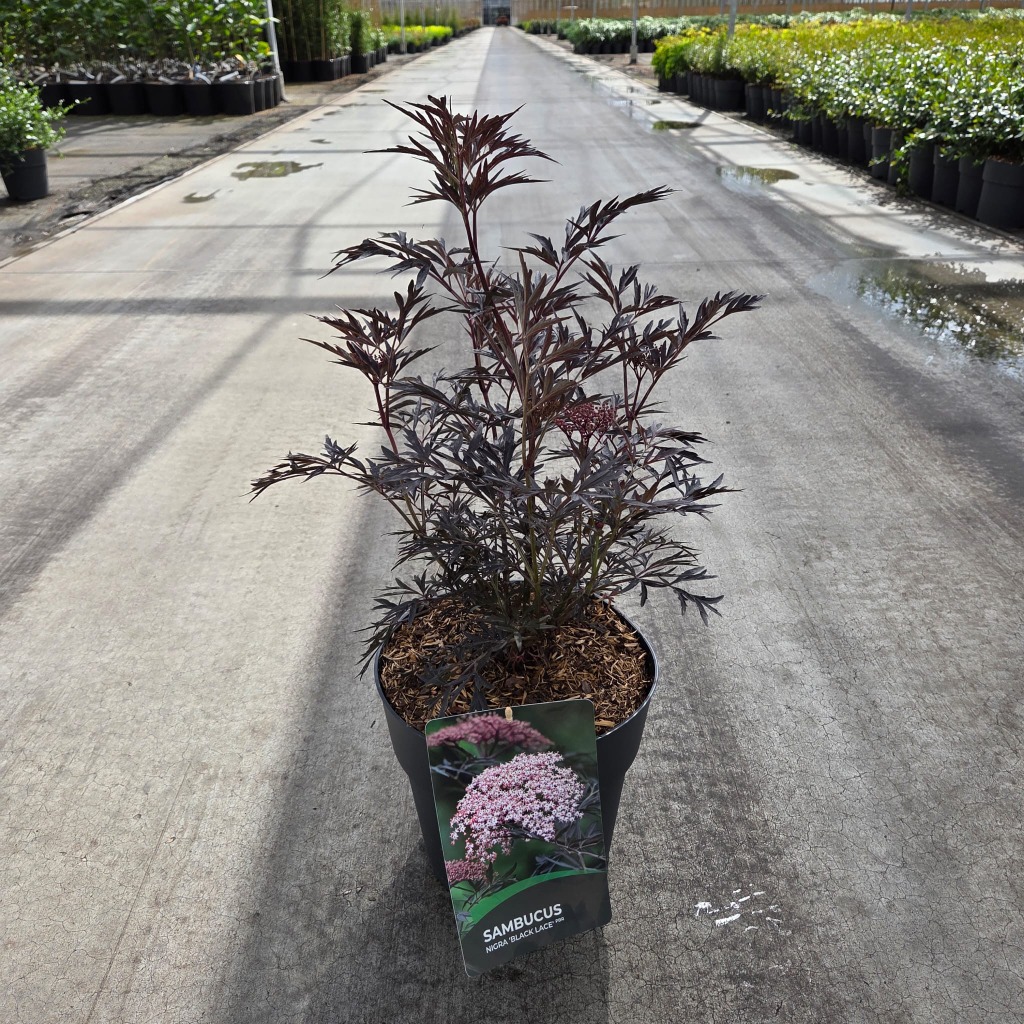 Sambucus Black Lace