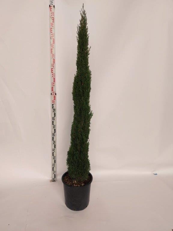 Picture of Cupressus sempervirens Totem C12 125/150