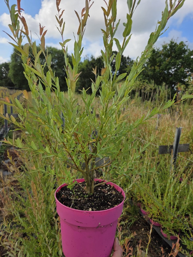 Salix int. Hakuro Nishiki