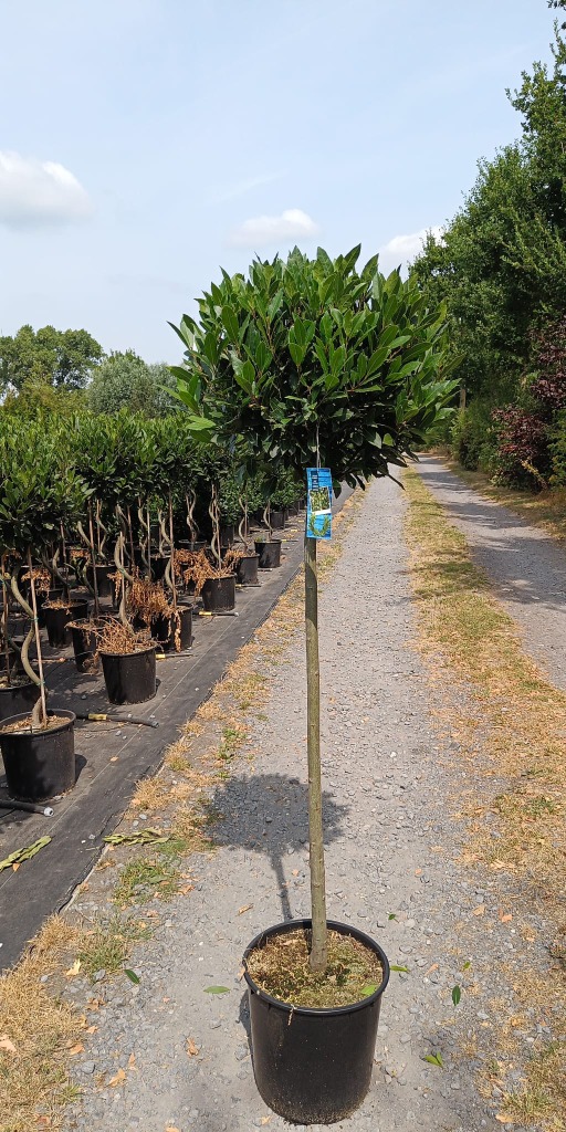 Laurus nobilis