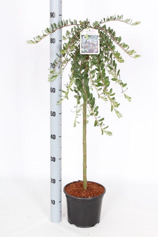 Picture of Salix repens Armando P19 (3 Ltr) 60/STD