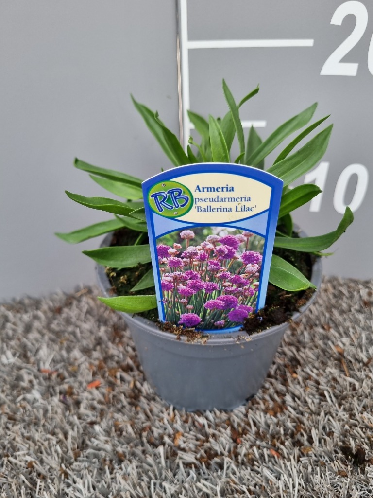Picture of Armeria pseudarmeria Ballerina Lilac P13