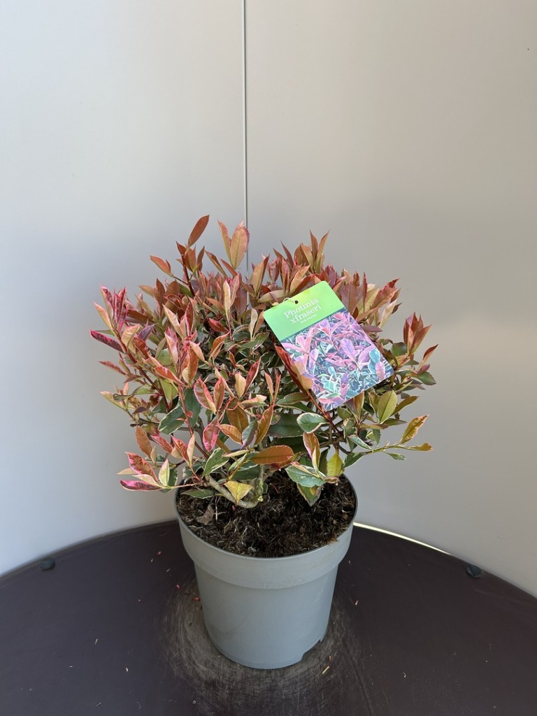 Photinia fras. Pink Marble