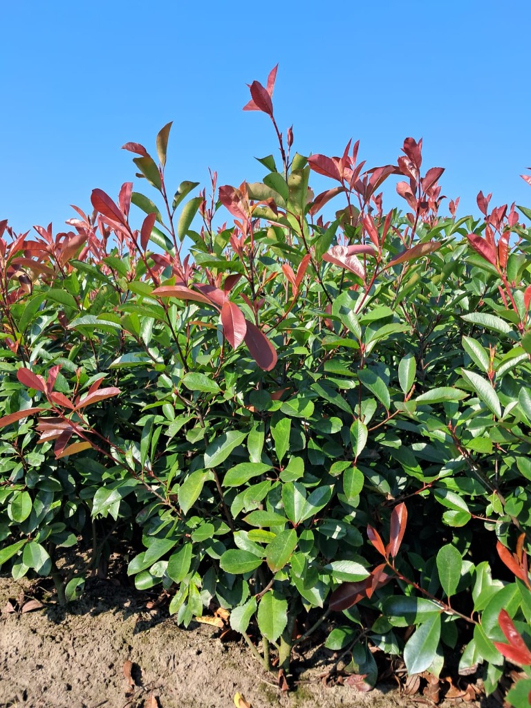 Picture of Photinia fr. Red Robin ROOTBALL 80/100CM