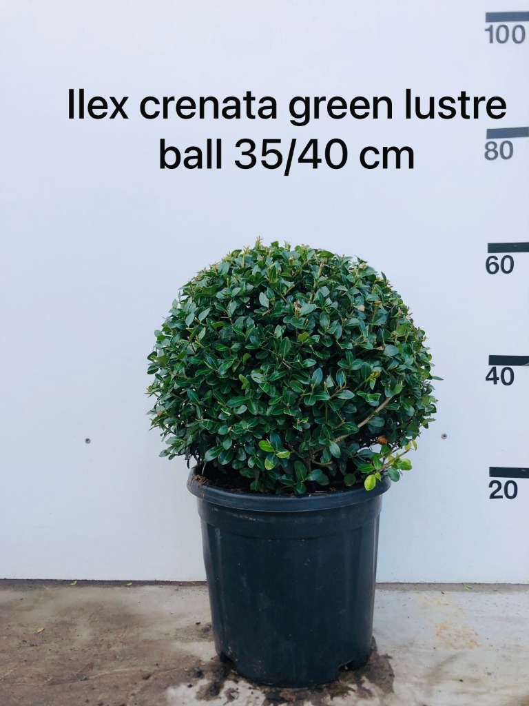 Picture of Ilex cren. Green Lustre P32 (15 Ltr) BALL-35/40