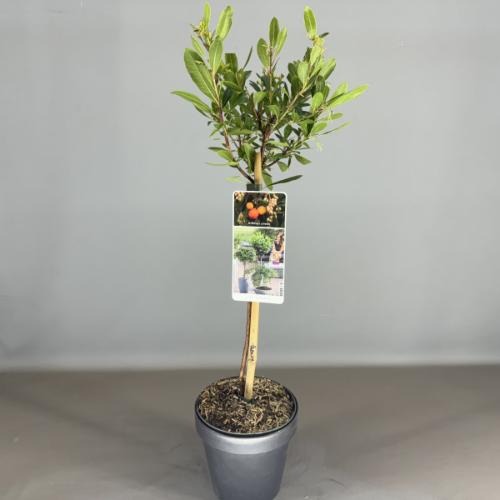 Picture of Arbutus unedo Compacta P19 (3 Ltr) 50/STD