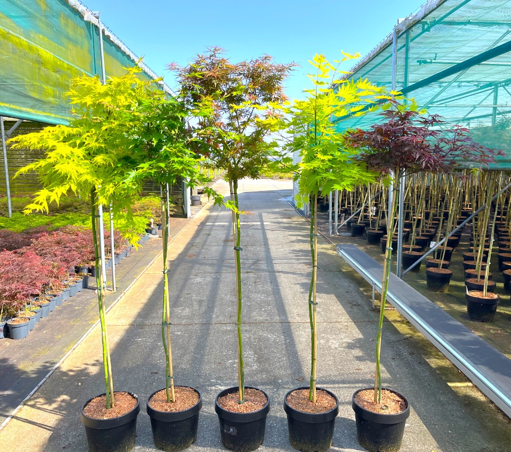 Picture of Acer palmatum in varieties P30 (12 Ltr) 120CM-STD