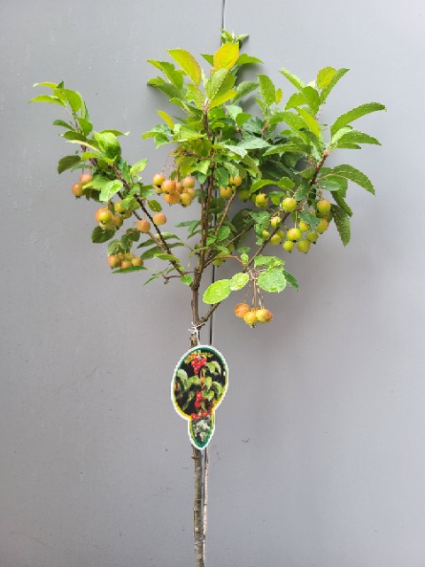 Malus Evereste
