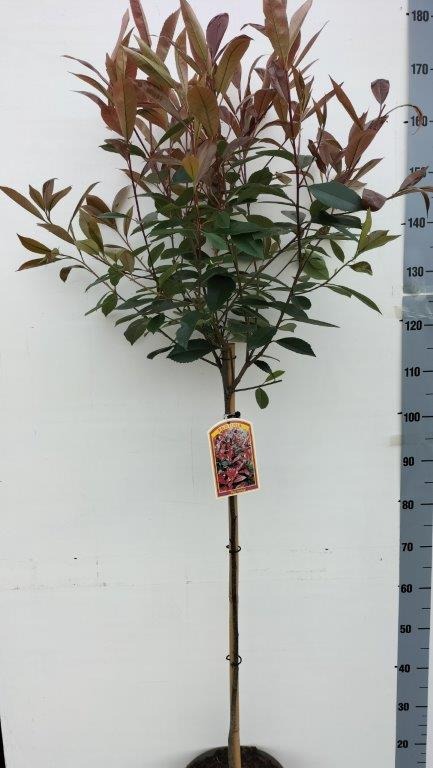 Picture of Trolley Deal 2024 Photinia fras. Red Robin P26 (7.5 Ltr) 80/Std F.O. (129)