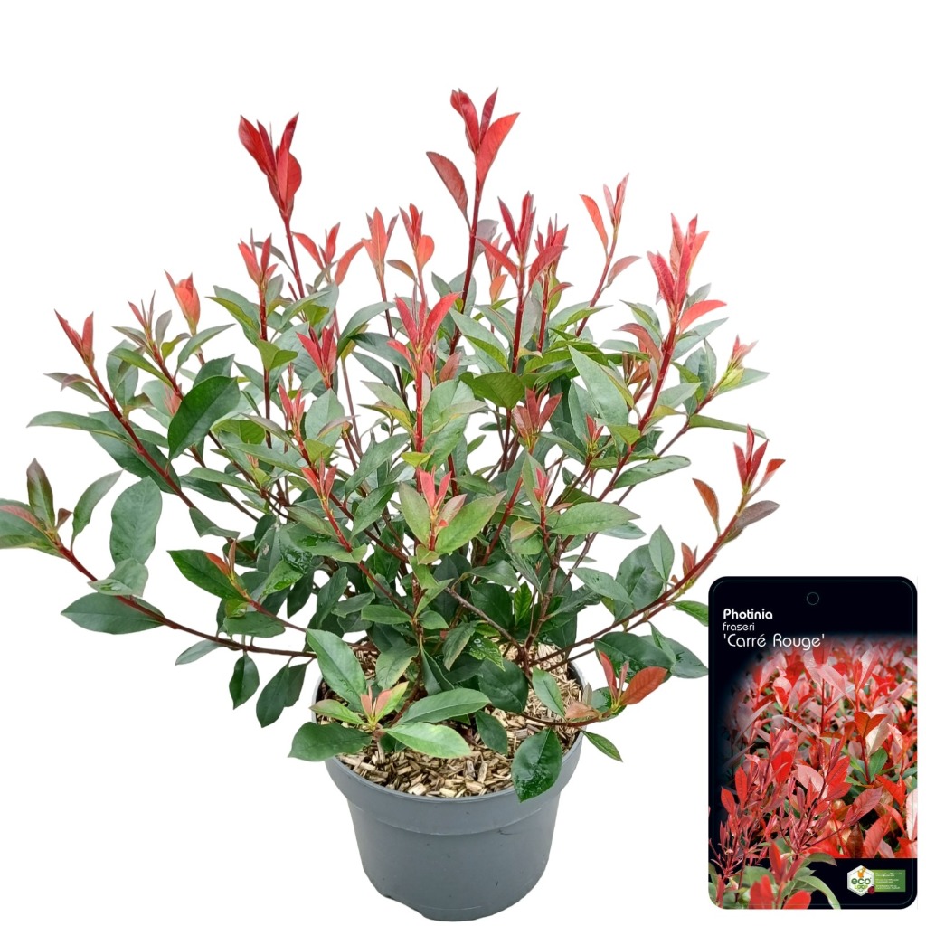 Picture of Photinia fras. Carre Rouge P23 (5 Ltr)