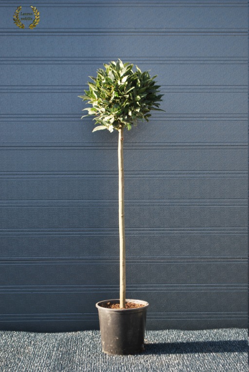 Picture of Laurus nobilis P27 (7.5 Ltr) 90/STD-30/CM-HEAD