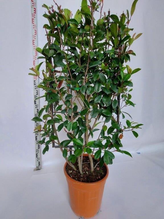 Picture of Photinia fraseri Red Robin C18 Spalier 90x50