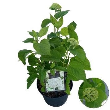 Picture of Hydrangea arb. Annabelle P23 (5 Ltr)