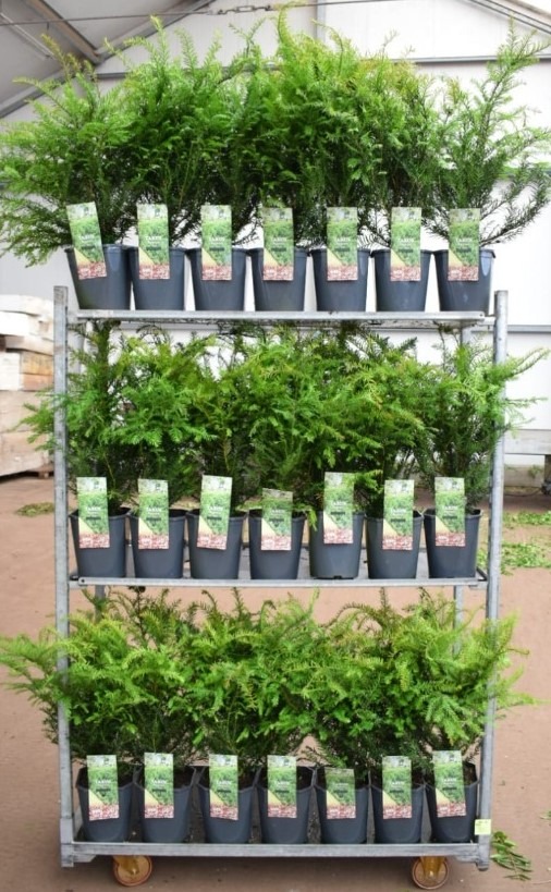 Picture of Trolley Deal 2024 Taxus baccata P23 (5 Ltr) 40/60 J6