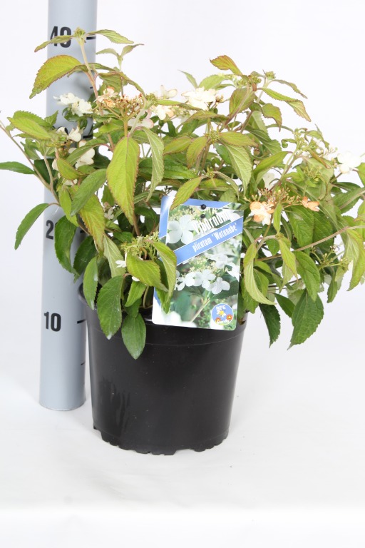 Picture of Viburnum plicatum Watanabe P19 (3 Ltr)