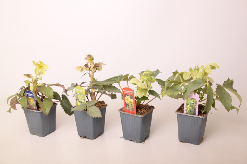 Obrázek Helleborus in 7 varieties P9