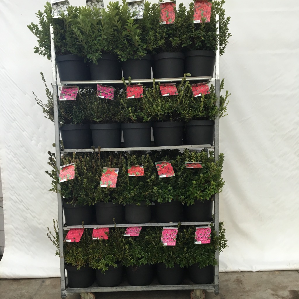 Picture of Trolley Deal AC25-066 Azalaea jap. in varieties P29/10L