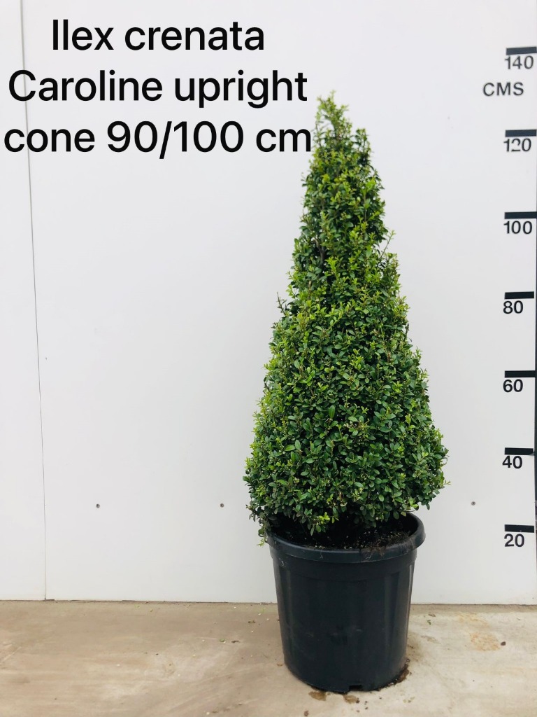 Picture of Ilex crenata Caroline Upright P34-(18-LTR) 90/100-PYRAMID