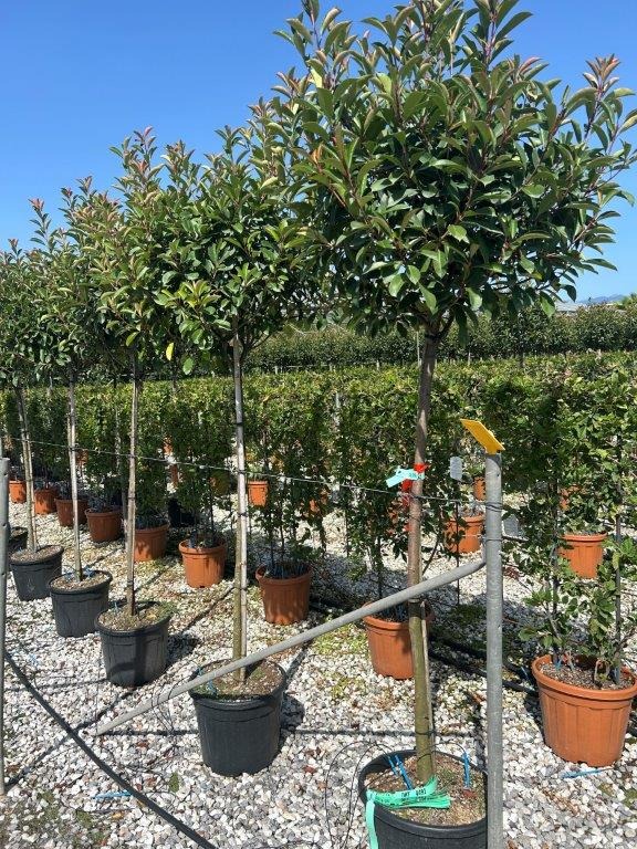 Picture of Photinia fraseri Red Robin C30 1/2 std 140cm Ball 50/60